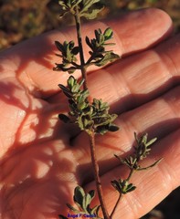 Cistus lasianthus alyssoides