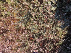 Cistus lasianthus alyssoides