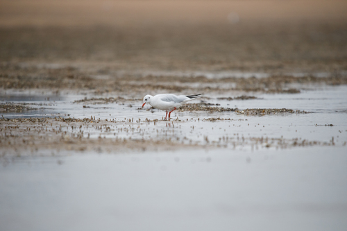 Black-headed Gull