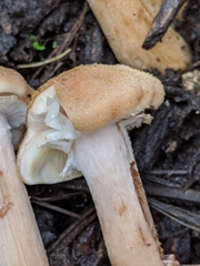 Armillaria mellea