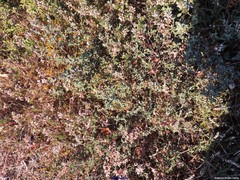 Cistus lasianthus alyssoides