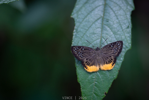 Yellow Flat