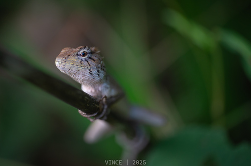 Wang’s Garden Lizard