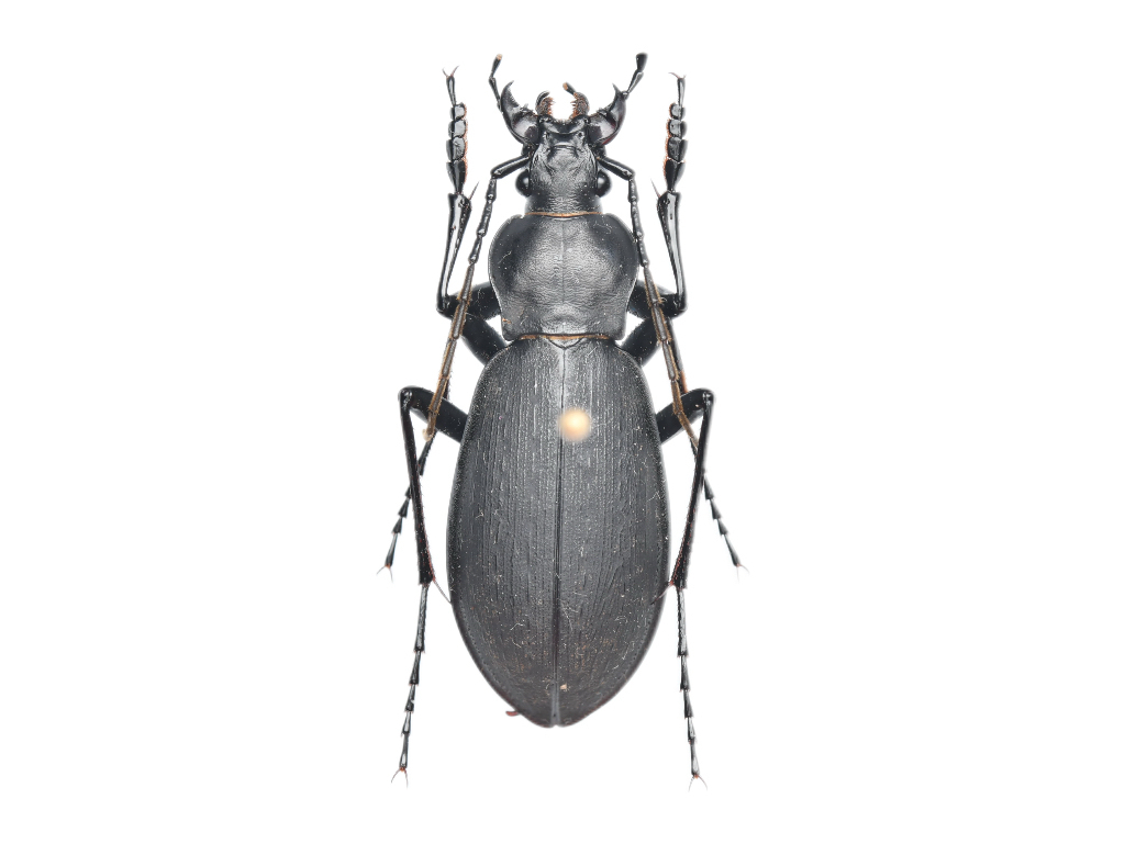 Leptocarabus