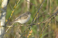 Phylloscopus collybita collybita