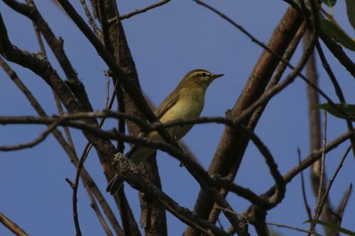 Mosquitero musical (Phylloscopus trochilus)