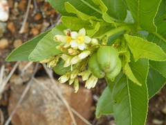 Jatropha latifolia