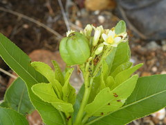 Jatropha latifolia