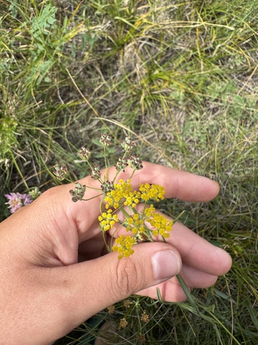 Acicular Thorowax (Bupleurum bicaule)