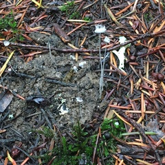 Coprinopsis stercorea