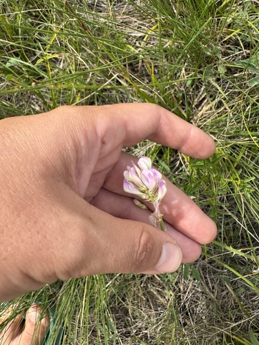 Gmelin's sweetvetch (Hedysarum gmelinii)