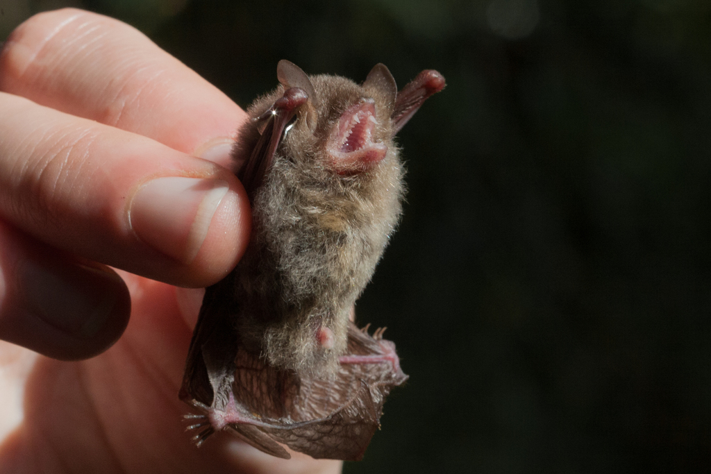 Hardwicke's Woolly Bat