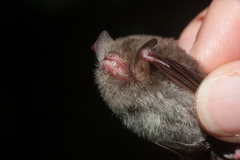 Hardwicke's Woolly Bat photo 2