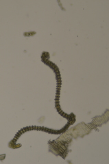 Schistidium papillosum