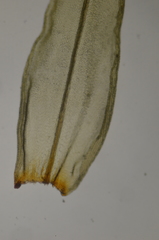 Schistidium papillosum