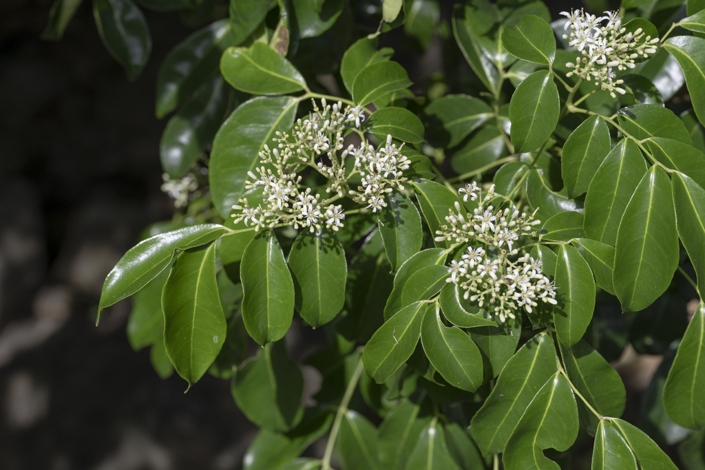 Bergera crenulata (Bergera crenulata)