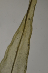 Schistidium papillosum