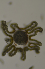 Schistidium papillosum