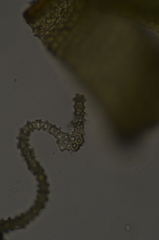 Schistidium papillosum