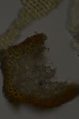 Schistidium papillosum