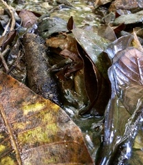 Colostethus panamansis