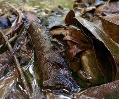 Colostethus panamansis