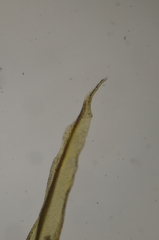 Schistidium papillosum