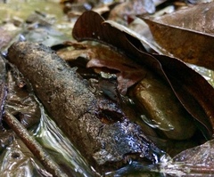 Colostethus panamansis