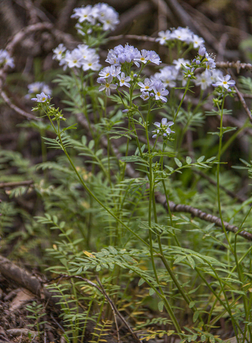 California Sky Pilot