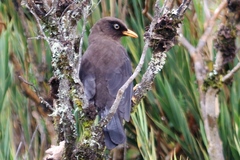 Turdus nigrescens