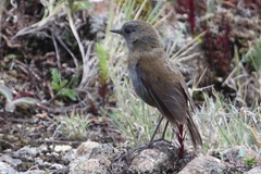 Catharus gracilirostris