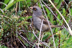 Junco vulcani