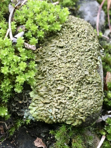 Xanthoparmelia pulla