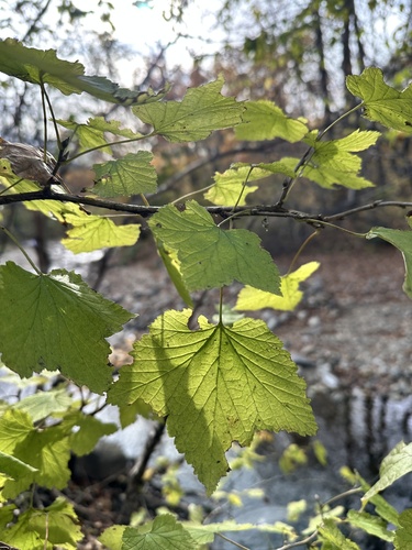 Manchurian currant (Ribes mandshuricum)