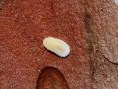 Marchalina hellenica