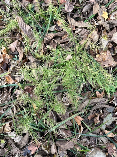Asparagus schoberioides, photograph 4