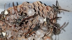 Mischocyttarus pallidipectus