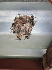 Mischocyttarus pallidipectus