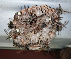 Mischocyttarus pallidipectus