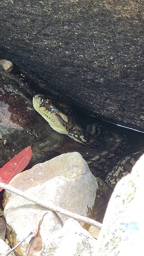 Coastal Carpet Python sighting