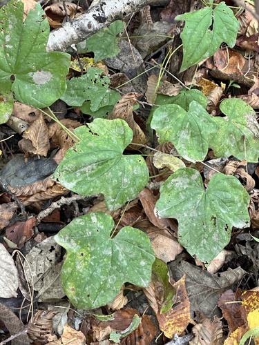 Fan-leaf mountain yam (Dioscorea nipponica)