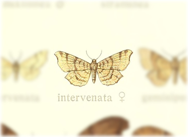 Epiplema intervenata
