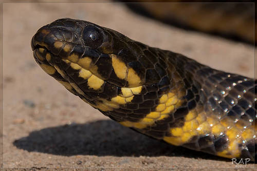 Brazilian Keelback