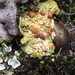 Scrambled Egg Lichen - Photo (c) Georgios Mesimeris, some rights reserved (CC BY-NC-SA), uploaded by Georgios Mesimeris