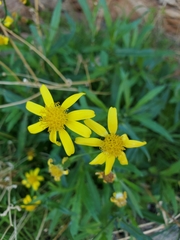 Senecio lemmonii