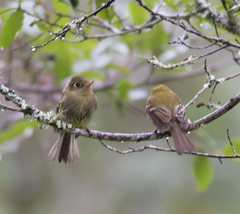 Empidonax flavescens