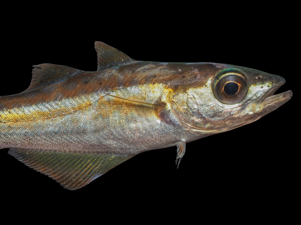 Foto de Abadejo (Pollachius pollachius)