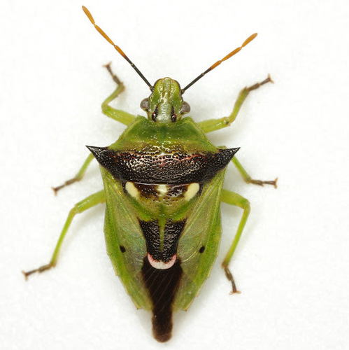 Tylospilus acutissimus (Stål, 1870)