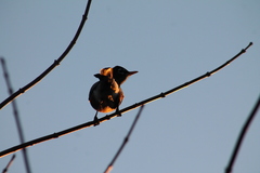 Turdus migratorius