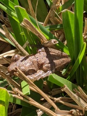 Osteopilus septentrionalis